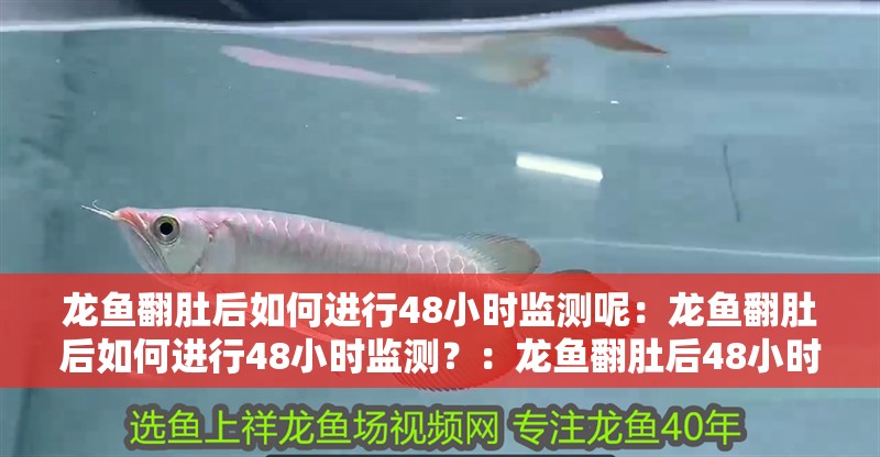 龍魚翻肚后如何進行48小時監測呢：龍魚翻肚后如何進行48小時監測？：龍魚翻肚后48小時的監測指南