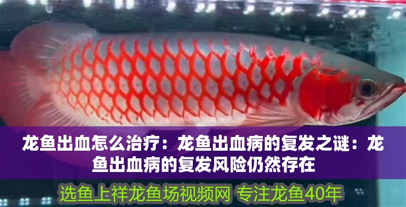龍魚出血怎么治療：龍魚出血病的復發之謎：龍魚出血病的復發風險仍然存在