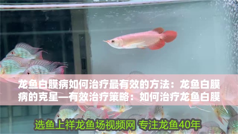 龍魚白膜病如何治療最有效的方法：龍魚白膜病的克星—有效治療策略：如何治療龍魚白膜病
