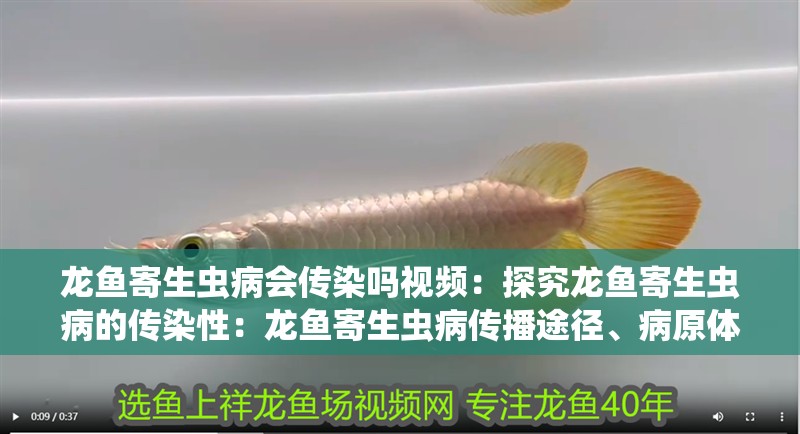 龍魚寄生蟲病會傳染嗎視頻：探究龍魚寄生蟲病的傳染性：龍魚寄生蟲病傳播途徑、病原體特性以及防治措施