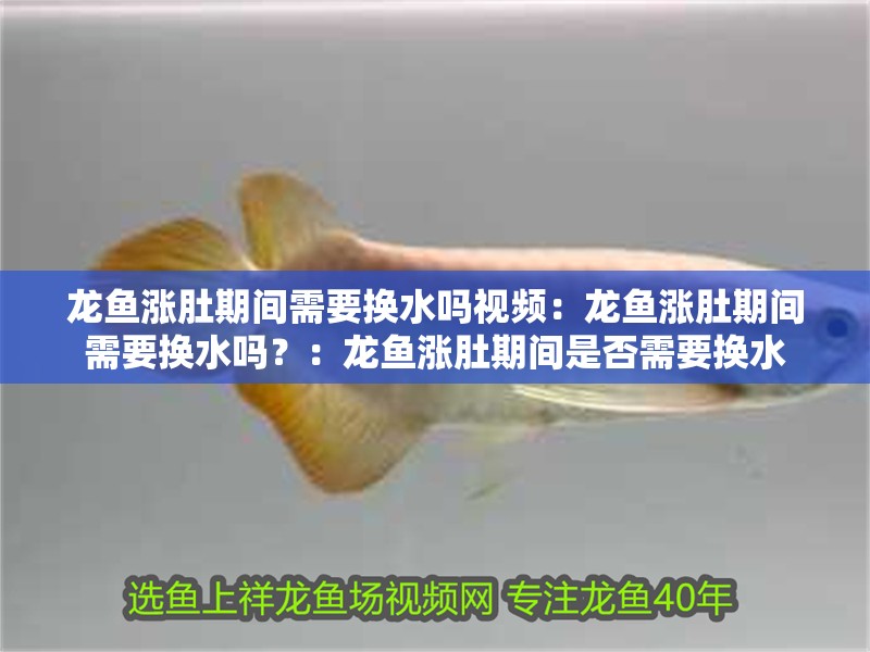 龍魚漲肚期間需要換水嗎視頻：龍魚漲肚期間需要換水嗎？：龍魚漲肚期間是否需要換水