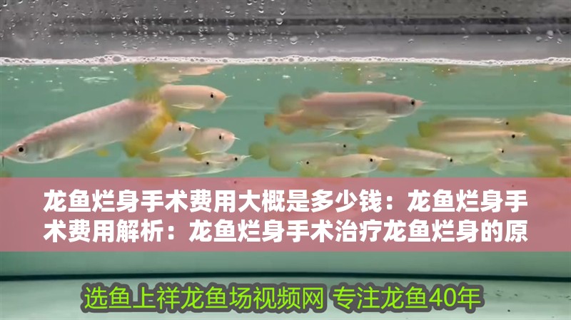 龍魚爛身手術(shù)費(fèi)用大概是多少錢：龍魚爛身手術(shù)費(fèi)用解析：龍魚爛身手術(shù)治療龍魚爛身的原因與治療方法與治療方法