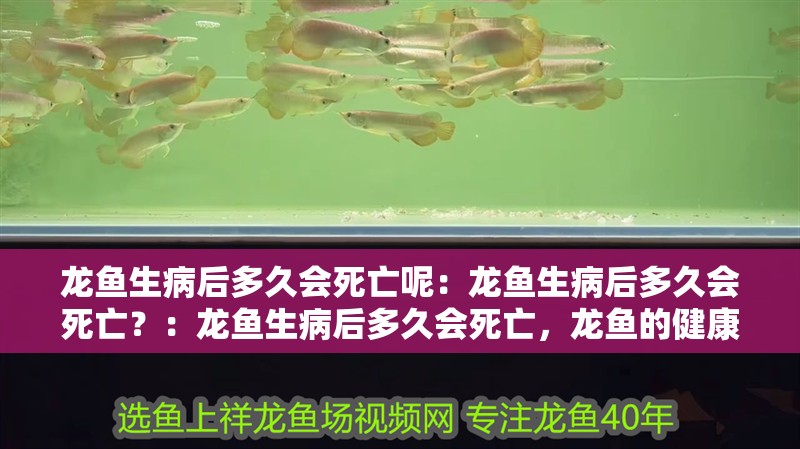 龍魚生病后多久會死亡呢：龍魚生病后多久會死亡？：龍魚生病后多久會死亡，龍魚的健康狀況會受到嚴重影響