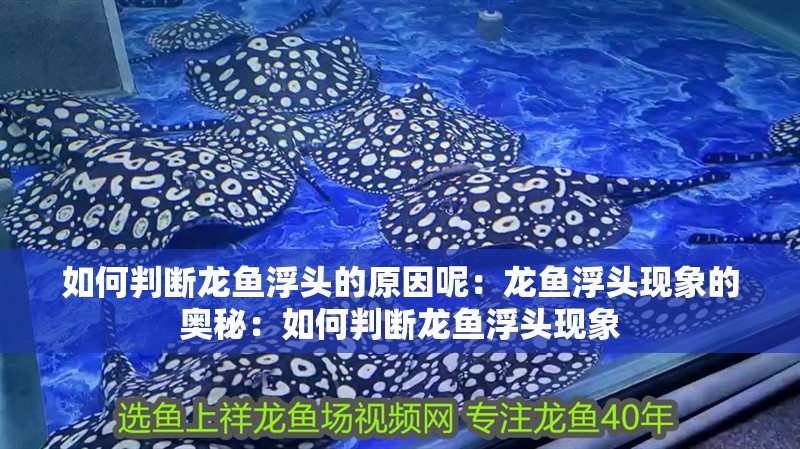 如何判斷龍魚浮頭的原因呢：龍魚浮頭現象的奧秘：如何判斷龍魚浮頭現象