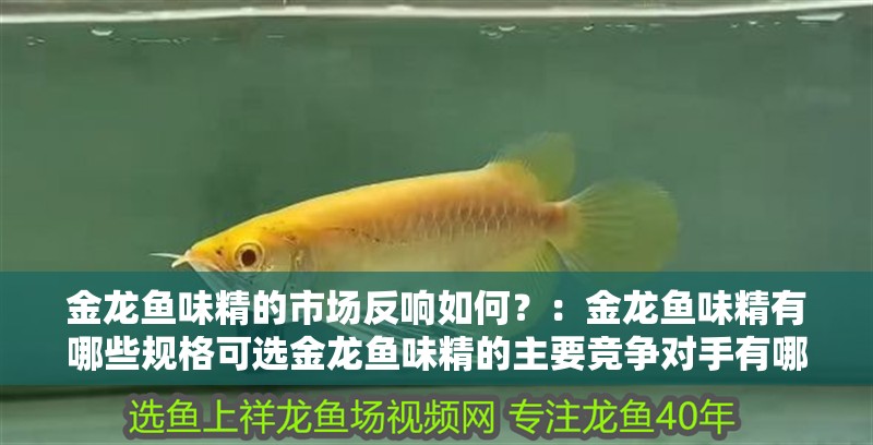 金龍魚味精的市場反響如何？：金龍魚味精有哪些規格可選金龍魚味精的主要競爭對手有哪些