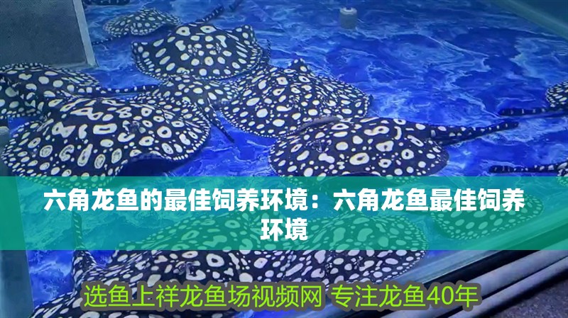 六角龍魚的最佳飼養環境：六角龍魚最佳飼養環境 六角龍魚的最佳飼養環境：六角龍魚最佳飼養環境 龍魚百科