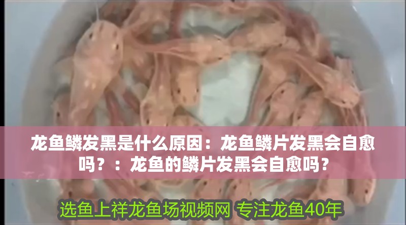 龍魚鱗發黑是什么原因：龍魚鱗片發黑會自愈嗎？：龍魚的鱗片發黑會自愈嗎？