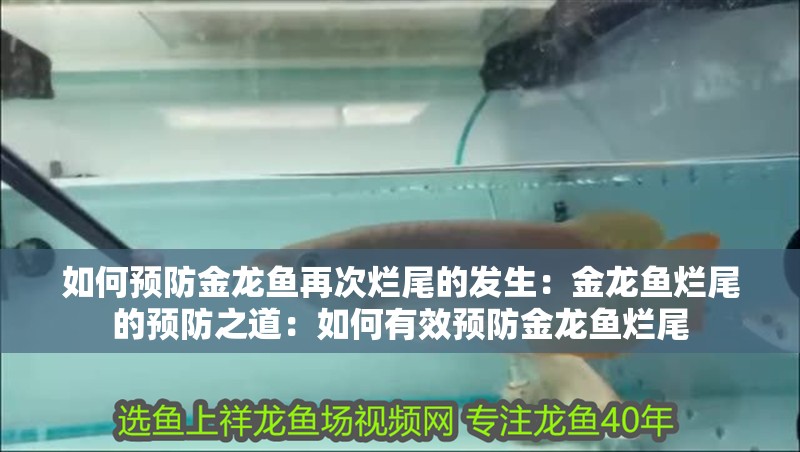 如何預(yù)防金龍魚再次爛尾的發(fā)生：金龍魚爛尾的預(yù)防之道：如何有效預(yù)防金龍魚爛尾