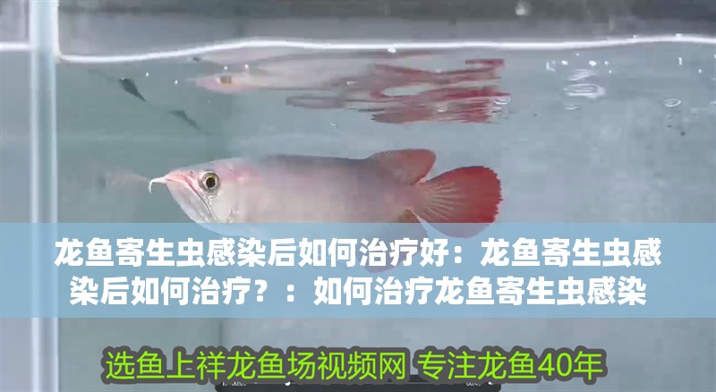 龍魚寄生蟲感染后如何治療好：龍魚寄生蟲感染后如何治療？：如何治療龍魚寄生蟲感染