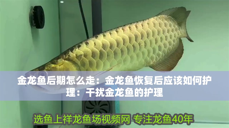 金龍魚后期怎么走：金龍魚恢復后應該如何護理：干擾金龍魚的護理