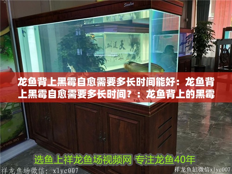龍魚背上黑霉自愈需要多長時間能好：龍魚背上黑霉自愈需要多長時間？：龍魚背上的黑霉病自愈需要多長時間