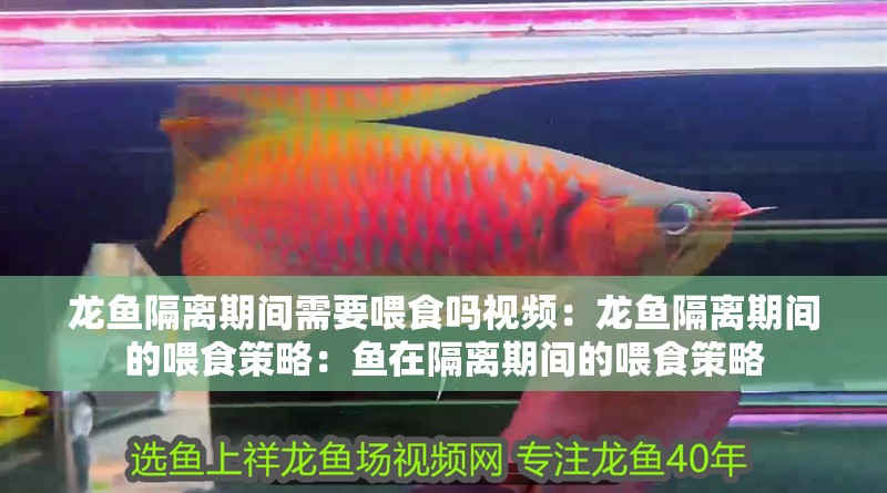 龍魚隔離期間需要喂食嗎視頻：龍魚隔離期間的喂食策略：魚在隔離期間的喂食策略