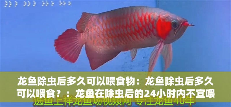 龍魚除蟲后多久可以喂食物：龍魚除蟲后多久可以喂食？：龍魚在除蟲后的24小時內不宜喂食，除蟲后的龍魚何時可以喂食