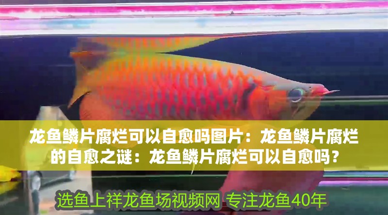 龍魚鱗片腐爛可以自愈嗎圖片：龍魚鱗片腐爛的自愈之謎：龍魚鱗片腐爛可以自愈嗎？
