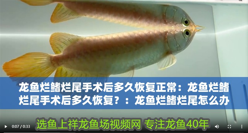 龍魚爛鰭爛尾手術后多久恢復正常：龍魚爛鰭爛尾手術后多久恢復？：龍魚爛鰭爛尾怎么辦