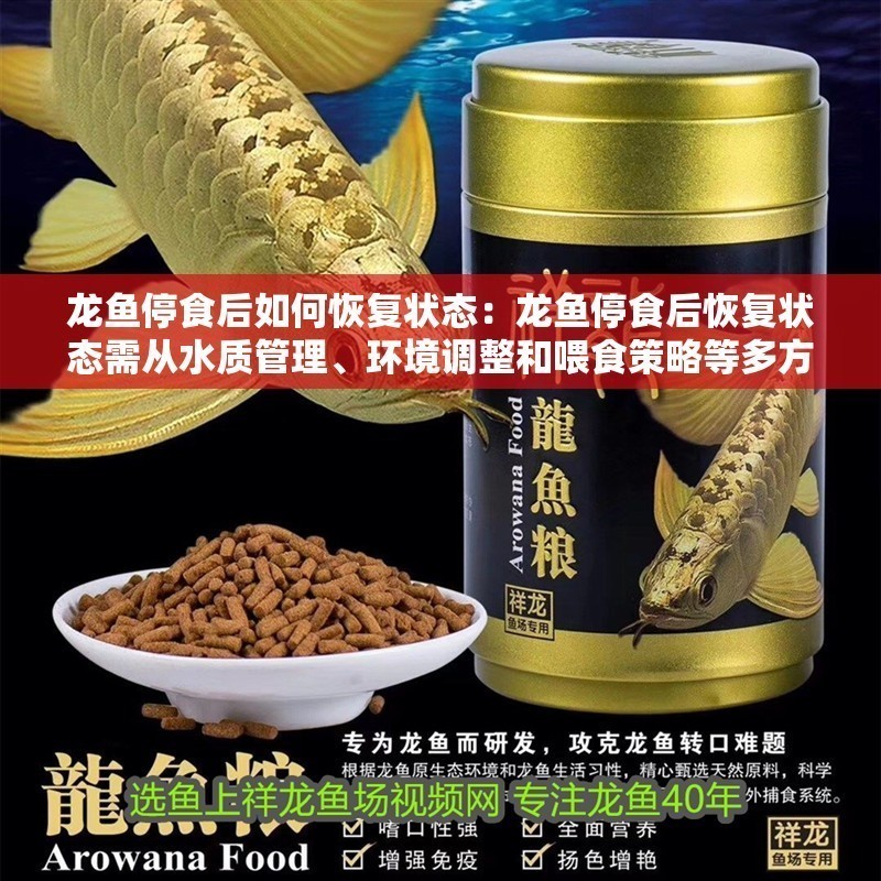 龍魚停食后如何恢復狀態：龍魚停食后恢復狀態需從水質管理、環境調整和喂食策略等多方面綜合處理