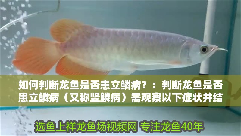 如何判斷龍魚是否患立鱗病？：判斷龍魚是否患立鱗病（又稱豎鱗病）需觀察以下癥狀并結合實際情況分析 如何判斷龍魚是否患立鱗病？：判斷龍魚是否患立鱗病（又稱豎鱗病）需觀察以下癥狀并結合實際情況分析 龍魚百科