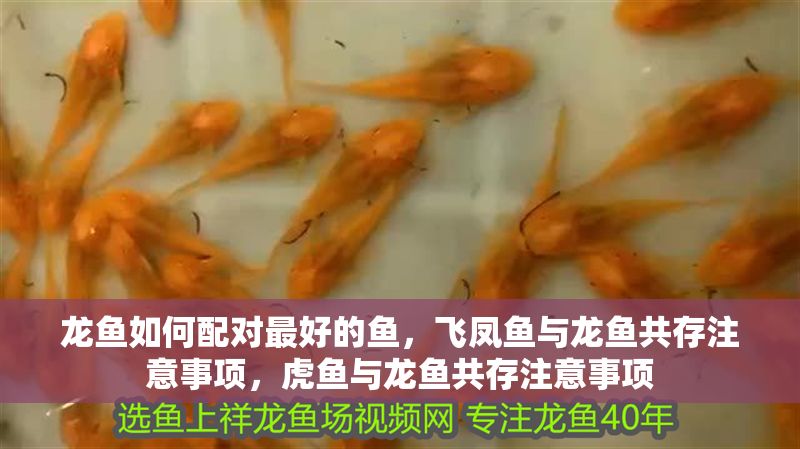 龍魚如何配對最好的魚，飛鳳魚與龍魚共存注意事項，虎魚與龍魚共存注意事項 龍魚如何配對最好的魚，飛鳳魚與龍魚共存注意事項，虎魚與龍魚共存注意事項 龍魚百科 第2張