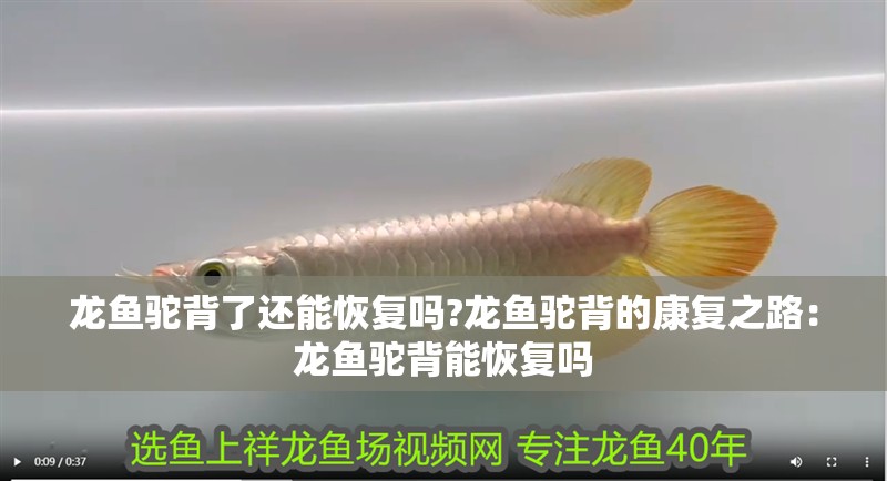 龍魚駝背了還能恢復嗎?龍魚駝背的康復之路：龍魚駝背能恢復嗎