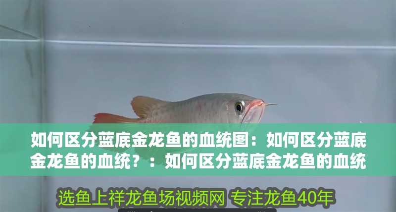 如何區分藍底金龍魚的血統圖：如何區分藍底金龍魚的血統？：如何區分藍底金龍魚的血統