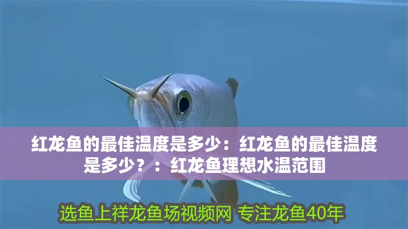 紅龍魚的最佳溫度是多少：紅龍魚的最佳溫度是多少？：紅龍魚理想水溫范圍