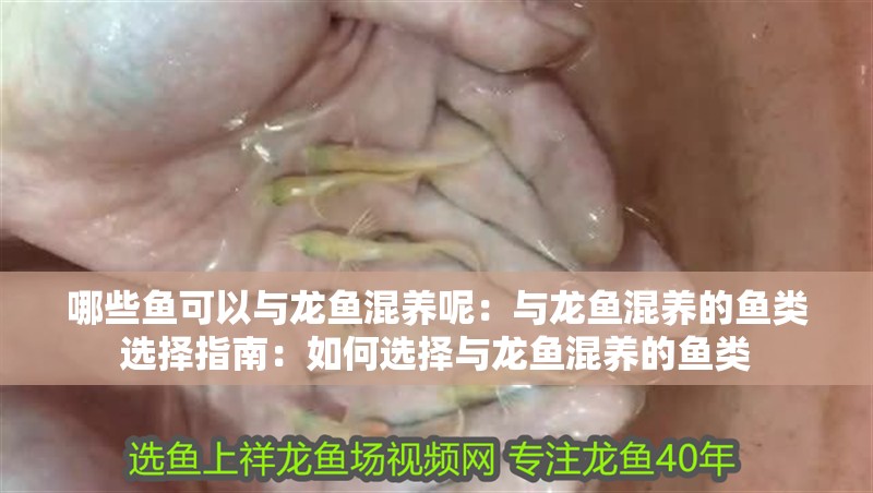 哪些魚可以與龍魚混養呢：與龍魚混養的魚類選擇指南：如何選擇與龍魚混養的魚類