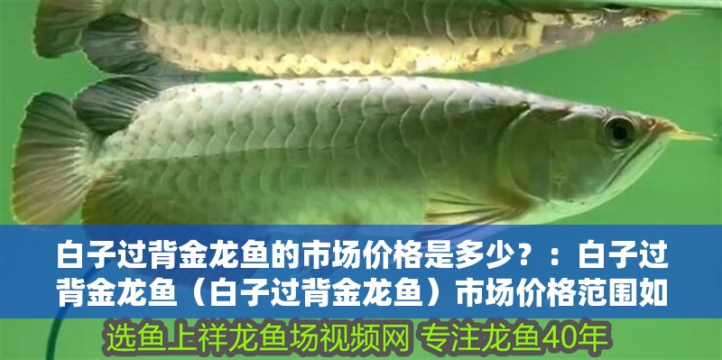 白子過背金龍魚的市場價格是多少？：白子過背金龍魚（白子過背金龍魚）市場價格范圍如下 白子過背金龍魚的市場價格是多少？：白子過背金龍魚（白子過背金龍魚）市場價格范圍如下 龍魚百科