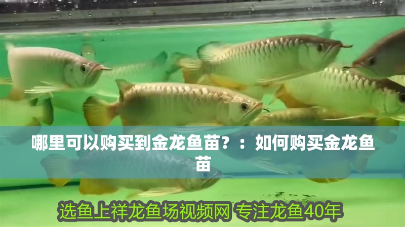 哪里可以購買到金龍魚苗？：如何購買金龍魚苗