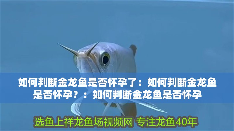 如何判斷金龍魚是否懷孕了：如何判斷金龍魚是否懷孕？：如何判斷金龍魚是否懷孕