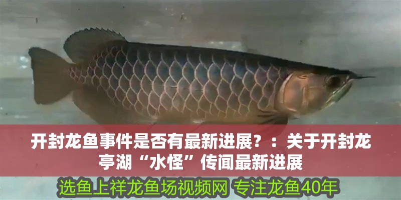 開封龍魚事件是否有最新進展？：關于開封龍亭湖“水怪”傳聞最新進展 開封龍魚事件是否有最新進展？：關于開封龍亭湖“水怪”傳聞最新進展 龍魚百科
