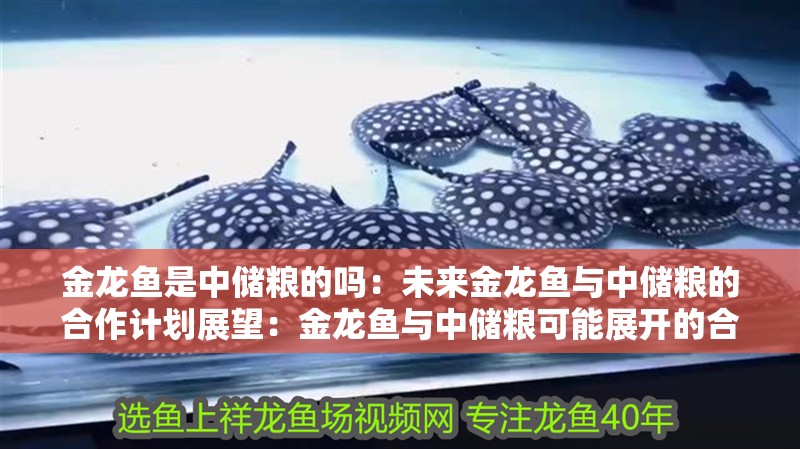 金龍魚是中儲糧的嗎：未來金龍魚與中儲糧的合作計劃展望：金龍魚與中儲糧可能展開的合作計劃