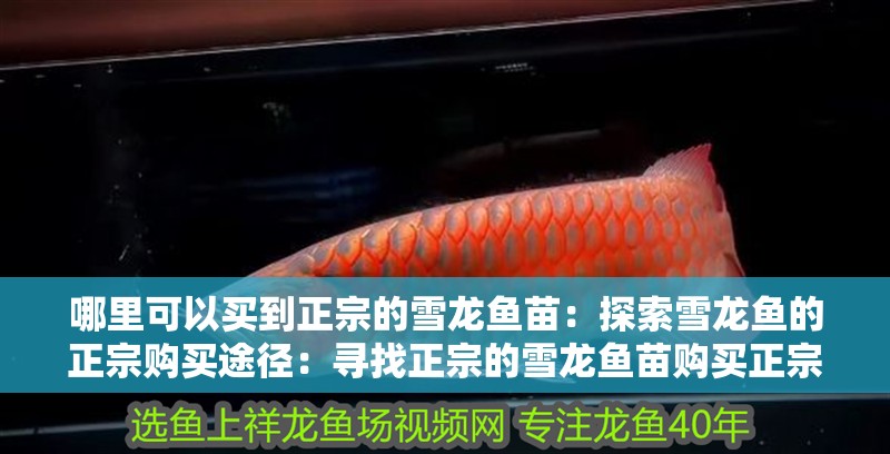 哪里可以買到正宗的雪龍魚苗：探索雪龍魚的正宗購買途徑：尋找正宗的雪龍魚苗購買正宗的雪龍魚苗的購買途徑