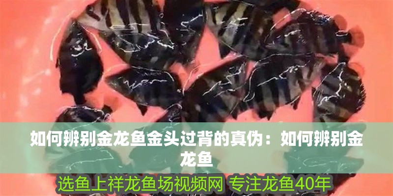 如何辨別金龍魚金頭過背的真?zhèn)危喝绾伪鎰e金龍魚