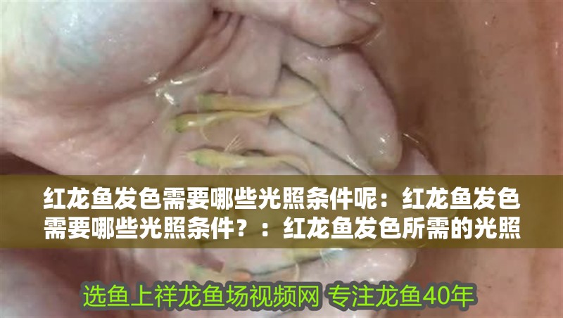 紅龍魚發色需要哪些光照條件呢：紅龍魚發色需要哪些光照條件？：紅龍魚發色所需的光照條件是影響紅龍魚發色的關鍵因素