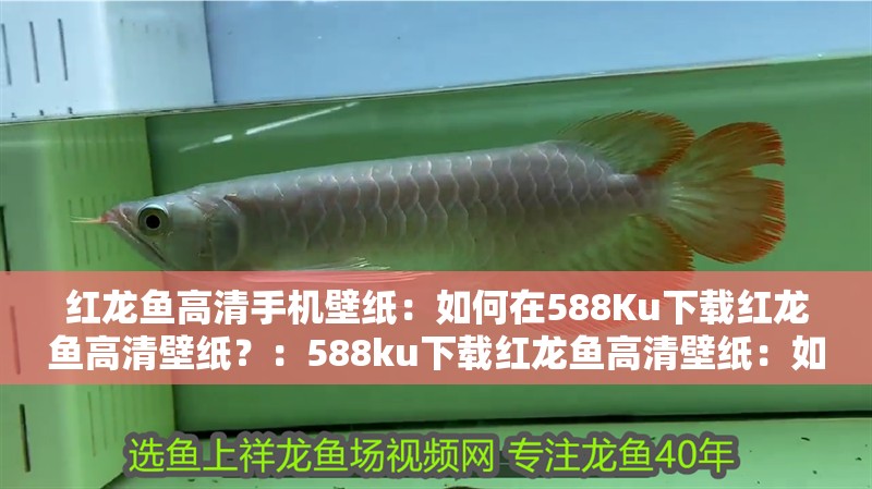 紅龍魚高清手機壁紙：如何在588Ku下載紅龍魚高清壁紙？：588ku下載紅龍魚高清壁紙：如何在588ku下載紅龍魚的高清壁紙