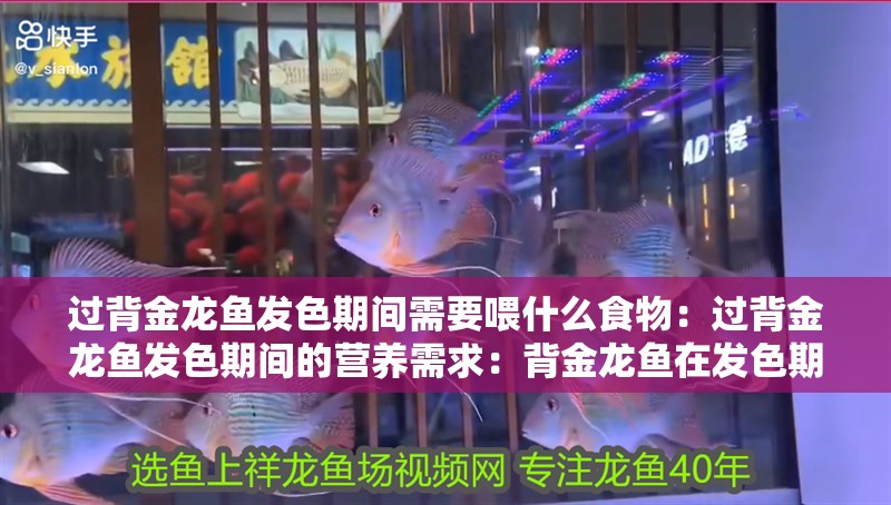 過背金龍魚發色期間需要喂什么食物：過背金龍魚發色期間的營養需求：背金龍魚在發色期間的發色期間的營養支持其健康至關重要