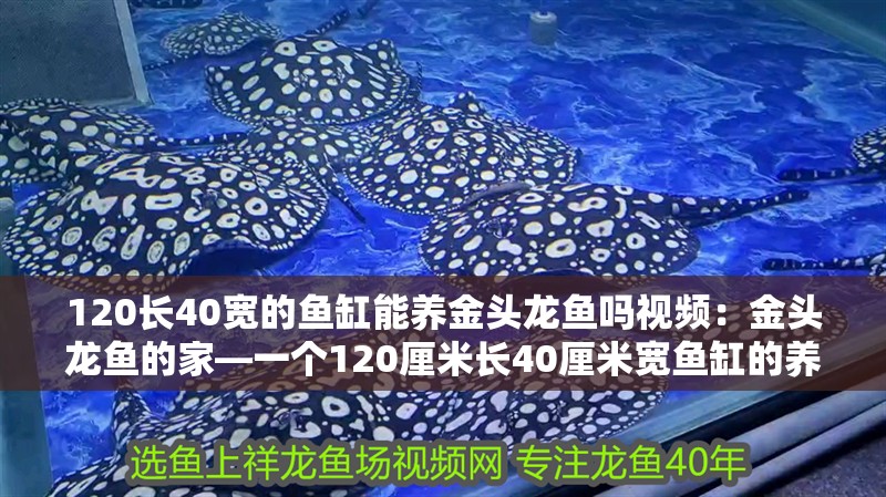 120長(zhǎng)40寬的魚(yú)缸能養(yǎng)金頭龍魚(yú)嗎視頻：金頭龍魚(yú)的家—一個(gè)120厘米長(zhǎng)40厘米寬魚(yú)缸的養(yǎng)殖指南：120厘米長(zhǎng)40厘米長(zhǎng)40厘米寬的金頭龍魚(yú)適合養(yǎng)殖金頭龍魚(yú)