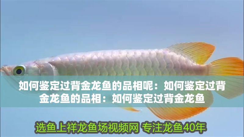 如何鑒定過背金龍魚的品相呢：如何鑒定過背金龍魚的品相：如何鑒定過背金龍魚