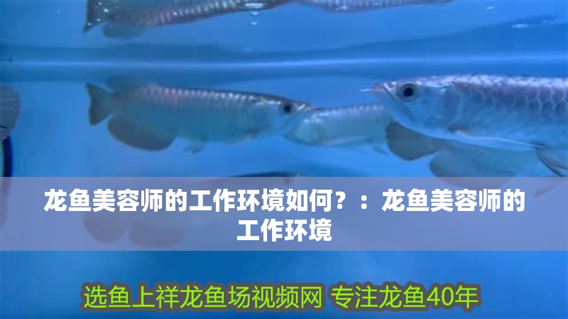龍魚美容師的工作環(huán)境如何？：龍魚美容師的工作環(huán)境 龍魚美容師的工作環(huán)境如何？：龍魚美容師的工作環(huán)境 龍魚百科