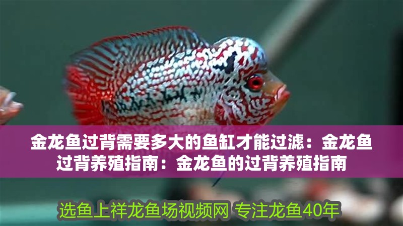 金龍魚過背需要多大的魚缸才能過濾：金龍魚過背養殖指南：金龍魚的過背養殖指南