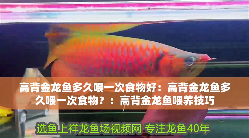 高背金龍魚多久喂一次食物好：高背金龍魚多久喂一次食物？：高背金龍魚喂養技巧