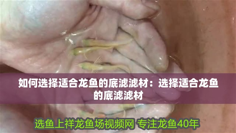 如何選擇適合龍魚的底濾濾材：選擇適合龍魚的底濾濾材
