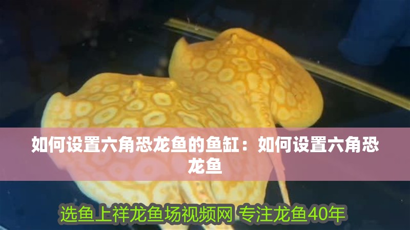 如何設置六角恐龍魚的魚缸：如何設置六角恐龍魚