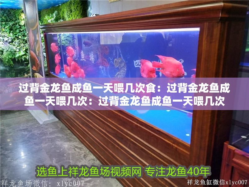 過背金龍魚成魚一天喂幾次食：過背金龍魚成魚一天喂幾次：過背金龍魚成魚一天喂幾次
