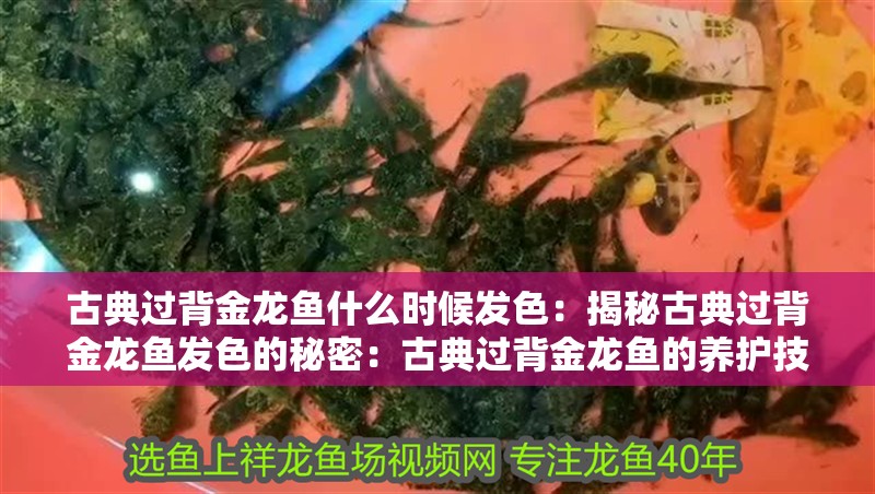 古典過背金龍魚什么時候發(fā)色：揭秘古典過背金龍魚發(fā)色的秘密：古典過背金龍魚的養(yǎng)護技巧