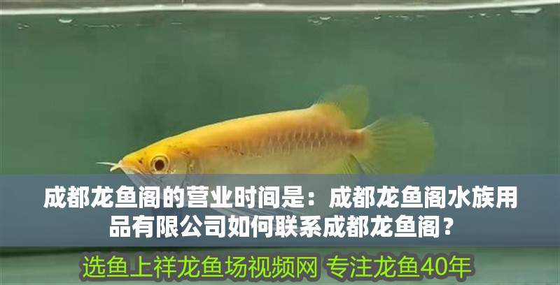 <strong><mark>成都</mark></strong>龍魚閣的營業時間是：<strong><mark>成都</mark></strong>龍魚閣水族用品有限公司如何聯系<strong><mark>成都</mark></strong>龍魚閣？