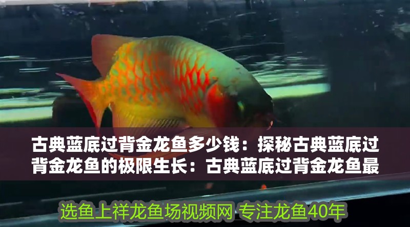 古典藍(lán)底過(guò)背金龍魚(yú)多少錢(qián)：探秘古典藍(lán)底過(guò)背金龍魚(yú)的極限生長(zhǎng)：古典藍(lán)底過(guò)背金龍魚(yú)最大能長(zhǎng)多大
