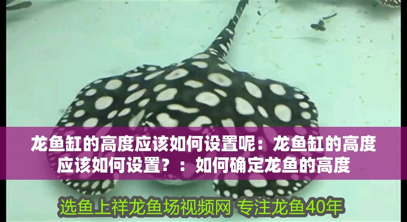 龍魚缸的高度應(yīng)該如何設(shè)置呢：龍魚缸的高度應(yīng)該如何設(shè)置？：如何確定龍魚的高度