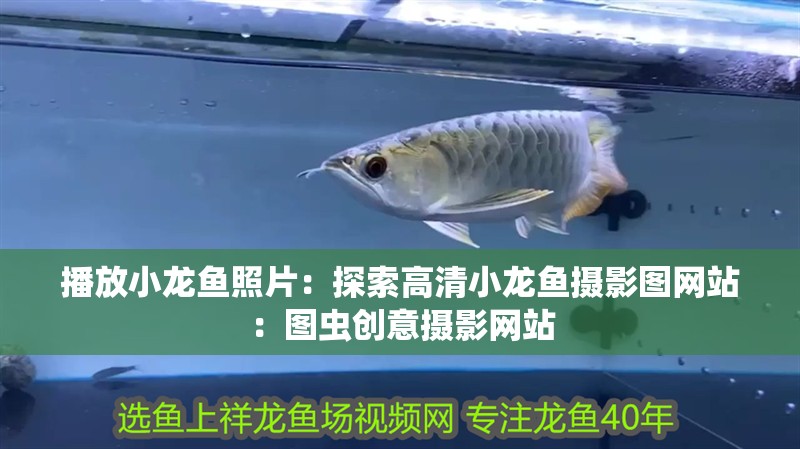 播放小龍魚照片：探索高清小龍魚攝影圖網站：圖蟲創意攝影網站