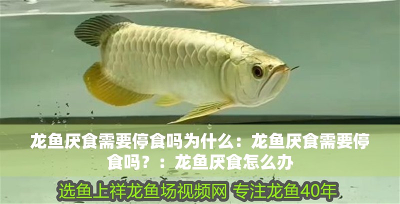 龍魚厭食需要停食嗎為什么：龍魚厭食需要停食嗎？：龍魚厭食怎么辦